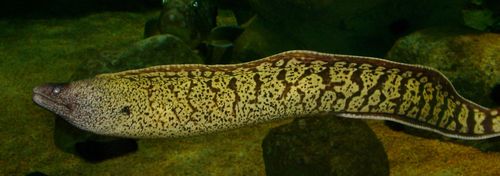 Photo Aquarium Montpellier : Mare Nostrum